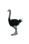 Figurina Strut L - 2