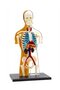 Kit STEM Anatomia Corpului Uman - 2