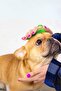 2Pcs Animal Hair Collection Washing and Corner Itching Silicone Brush - 3