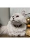 Love Ladder Black Necklace / Jewelry for Cat and Dog