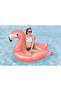Fancy Flamingo Float - 5