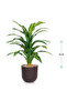 Green corn tree in a cylindrical plastic container