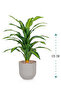 Green corn tree in a cylindrical plastic container