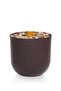 Green corn tree in a cylindrical plastic container - 3