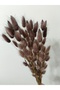 Natural Dried Cotton Grass, Rabbit Tail Gray - 4
