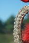 Silver 7 Cm Rearview Ornament C Letter & Red Feather & Red Ribbon - 2