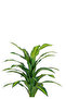 Green corn tree in a cylindrical plastic container - 2
