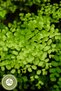 800 Altitude Harvests of the Famous Rize Locality Black Herb of the Calf, {Adiantum Capillus-Veneris} |   20Gr. - 4