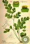 800 Altitude Harvests of the Famous Rize Locality Black Herb of the Calf, {Adiantum Capillus-Veneris} |   20Gr. - 3