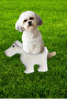 Osso Dog Stress Teething Tugging Pillow Toy Dog Play Pillow - 6