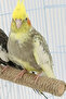 Nature Rope Bird Toy - 15 cm for Small Parrot and Budgies - 7