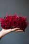 Glass Beaded Burgundy Rose Feather Princess Bridal Henna Crown