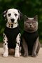 Cat Dog Basic Athlete