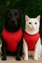 Cat Dog Basic Athlete