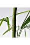 Mighty Bamboo Cream - 5