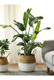 Foldable Wicker Basket Flower Pot Natural-White 28X30Cm - 2