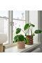 HASSELBUKETT Plant Pot - 2