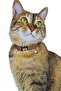 Cat Collar Adjustable Sound Rattle Neck Collar Latte