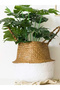 Foldable Wicker Basket Flower Pot Natural-White 24X28Cm - 3