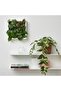 FEJKA Artificial Wall Plant Panel Green/Lilac 26x26 cm – IKEA Indoor/Outdoor Decor - 7