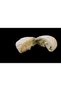 Pistachio Nazilli Bomb Halva 150 Gr. (Peanut Butter Filled) - 6