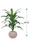 Green corn tree with a round plastic container