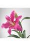 SMYCKA Artificial Lily Flower Pink 85 cm IKEA Bendable Stem, Realistic Look - 3