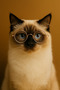 Cat Dog Glasses Vintage - 3
