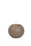 Green corn tree with a round plastic container - 3