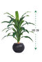Green corn tree with a round plastic container