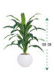 Green corn tree with a round plastic container