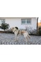 Anti-Escape Dog Collar Petrol Green 42 cm - 55 Cm, S - 2