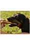 Natural Olive Tree Dog Chew Toy - Special Production L Size Chew in Olive Oil Preserved - 6