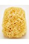 Beter Natural Sponge Marina 1 Pieces - 3