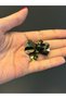 Black Winged Beaded Bee Arma Sewing Applique 4X3 cm - 4