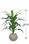 Green corn tree with a round plastic container