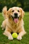 Tooth-Friendly 2-Pack Dog Tennis Ball 7.5cm Medium-Sized Entertainment and Training Toy - 3