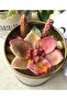 3D 7cm Cherry Blossom Silicone Mold K-641, Stone Powder Soap Plaster Candle Mold - 6