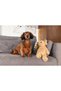 Dog Toy, Bear, Plush, Brown, 41X15X13Cm Zrnet - 2