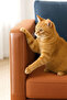 20 Pcs Cat Seat Scratch Protector Transparent Adhesive Furniture Anti Scratch Tape 20X50 cm - 5