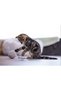 Kitten Toy, Wool Ball with Tail, 6.5cm, 35cm Tail Yktsn - 6