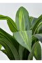 شجرة صناعية محاكاة لشجرة الذرة الناعمة بملمسها الطبيعي بارتفاع 100 سم - 2