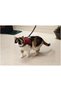 Cat Harness, Comfort, Bell and Walking Strap, 22-24.5cm Neck, 30-39cm Chest Ferrg