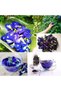 Natural Blue Butterfly Tea 30 Gr – Can Be Brewed Cold & Hot - Blue Butterfly Pea Flower - 4