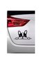 Bulldog Facing from Luggage - Vehicle, Auto, Laptop, Wall Compatible Sticker 25*15 Cm - 3