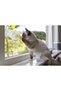 Kitten Toy, Attaches to Glass, 52X4X9Cm Glstd - 4