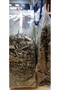 Chicory Black 40 g - 6