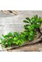 Bucephalandra Green Wavy In Vitro Canlı Bitki
