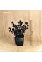 Black Artificial Plant in Black Pot – Modern Decorative Pot - 20 cm - 4