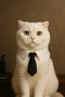 Dog Tie – Cat Tie Stylish Collar Accessory - 3